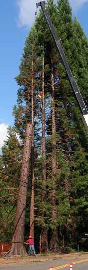 sequoias