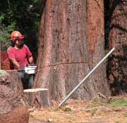 sequoias