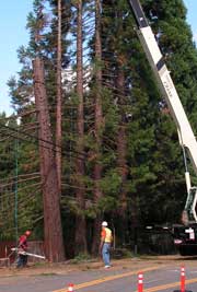 sequoias