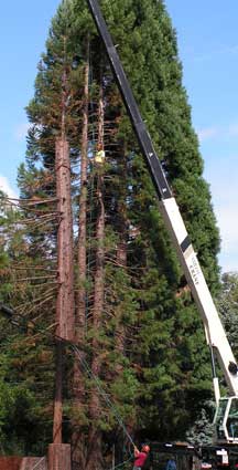 sequoias