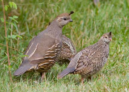 quail