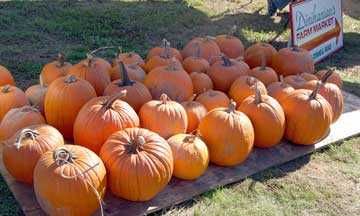 Cedar Mill Cider Festival