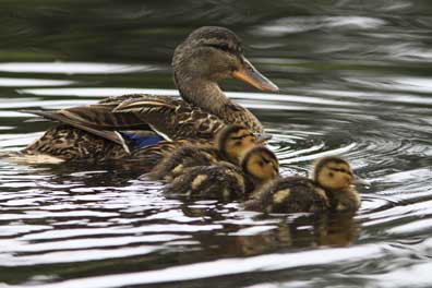 Cedar Mill News Ducks