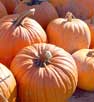 Cedar Mill Cider Festival