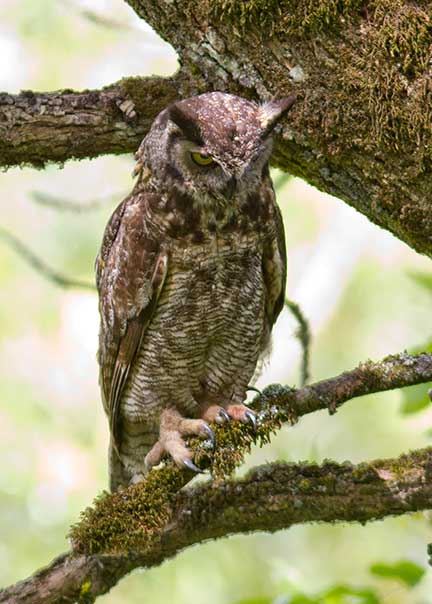 Great Horned Owl