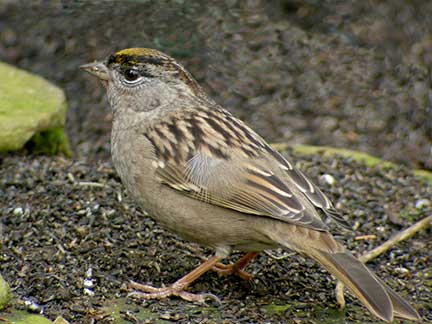 golden-crowned sparrow