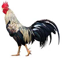 rooster