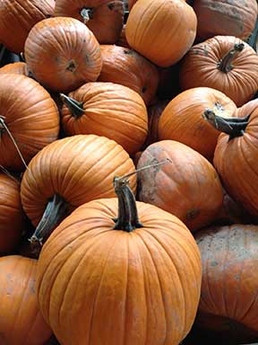 pumpkins