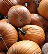 pumpkins