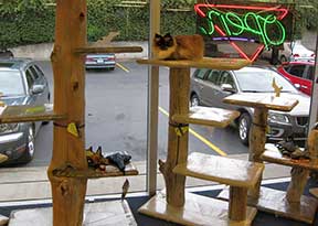 cattrees