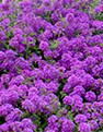 verbena