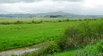 The Wapato Lake National Wildlife Refuge, approved in 2007, is a noncontiguous patchwork of Pacific Northwest rainforest near Gaston, in Washington and Yamhill Counties. In 2009-2010, the U.S. Fish and Wildlife Service began working on a 15-year comprehensive plan for the Wapato Lake National Wildlife Refuge. Until the land acquisitions for the refuge are completed and restoration work begins, the land is being offered for use by local farmers. [From David Lewis&rsquo; article in the Oregon Encyclopedia]