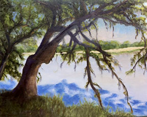 live oaks