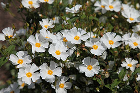 Cistus