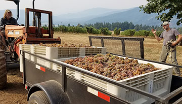 Viola: grape harvest