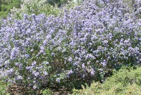 ceanothus