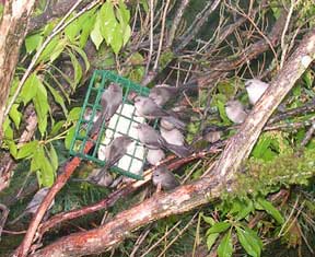 bushtits