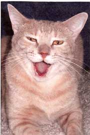 cat