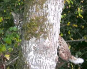 bobcat2