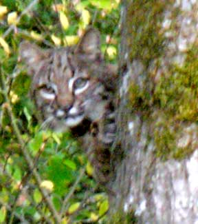 Bobcat
