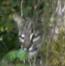 bobcat