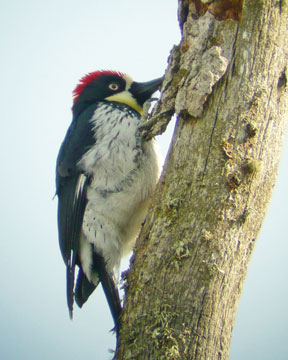 acorn woodpecker
