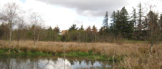 cedar mill wetland
