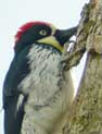 woodpecker