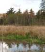 cedar mill wetlands