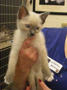 kitten