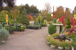 conifers