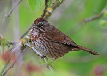 sparrow