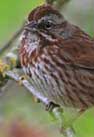 sparrow