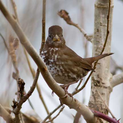 Fox Sparrow