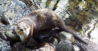 otter