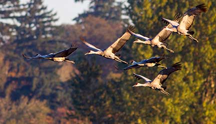 cranes
