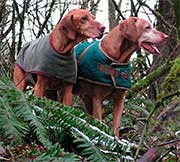 dogs