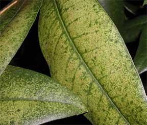 lacebug