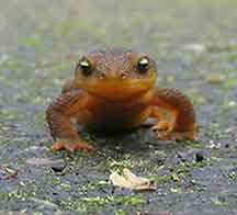 newt