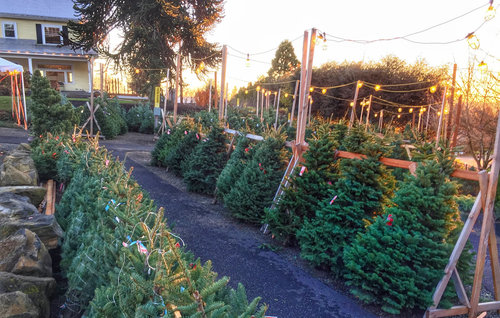 Cornell Farms Pop-up Christmas Tree Farm