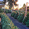 November 2016 Holiday News