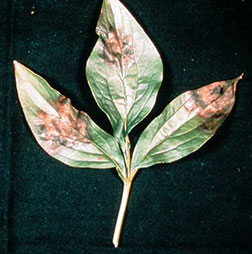 Botrytis blight on a peony leaf. From Missouri Botanical Garden.