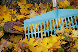 Leaf raking.
