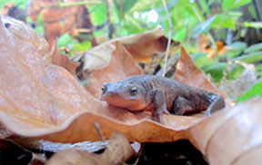 Newt