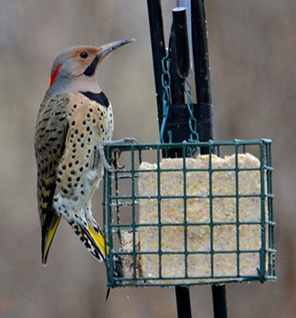 Northern Flicker