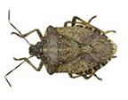 brown marmorated stink bug
