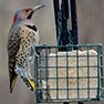 Feed the Birds!