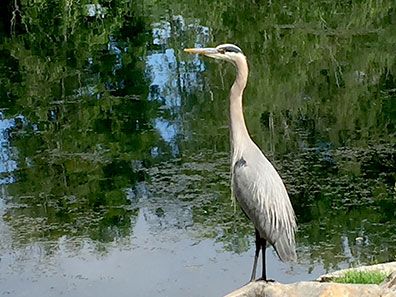 Great blue heron