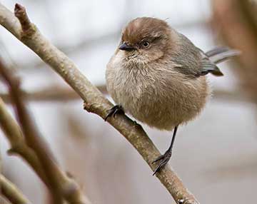 bushtit