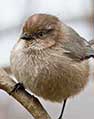 bushtit